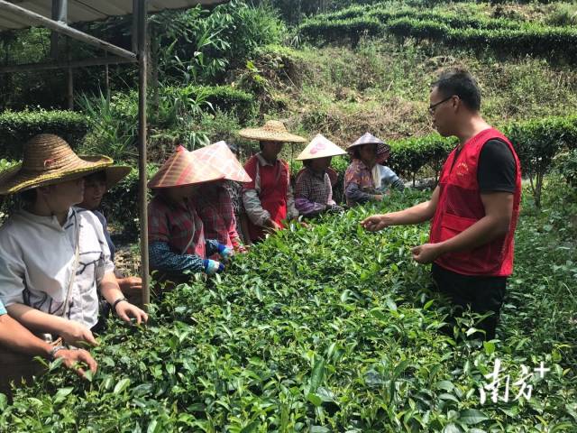 廖侦成为茶农讲解茶叶采摘技术。受访者供图